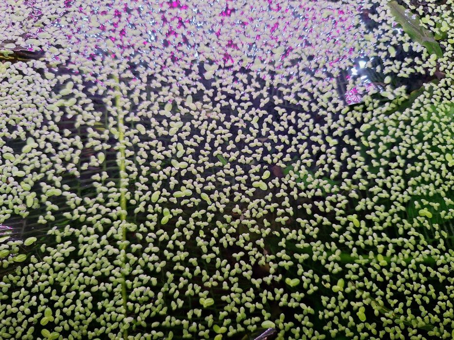 Ряска аквариумное растение