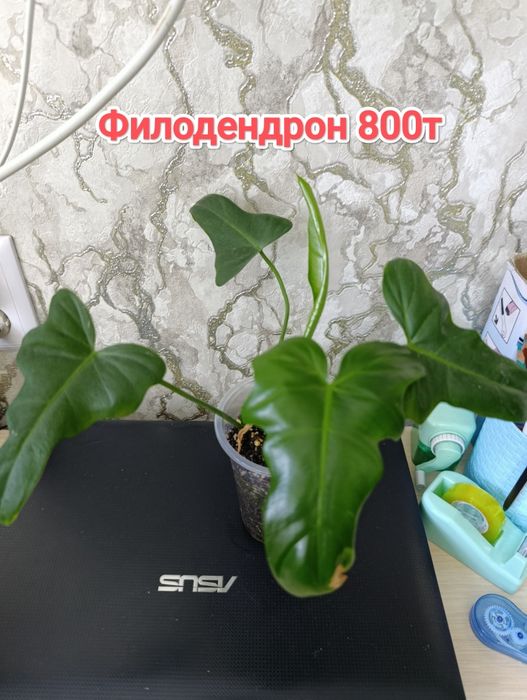 Эпипремнумы.  кжби
