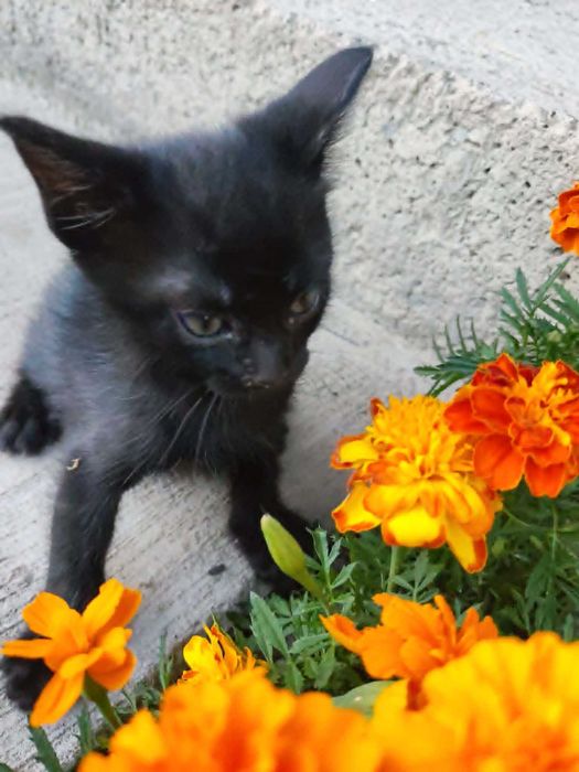 pisici spre adoptie