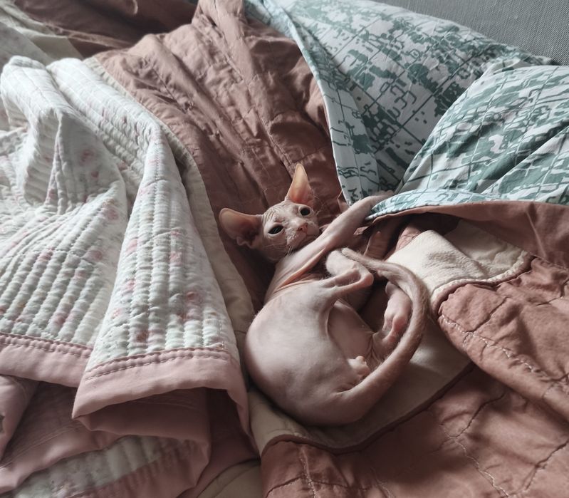 Мальчик донского сфинкса