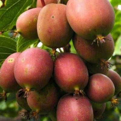 Саженцы разных сортов  Мужской и Женской Актинидия