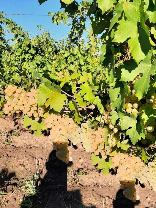 Struguri de vin adusi acasa diverse soiuri albi-negri, preț producător livrare la locație în jud. Tulcea - Constanța