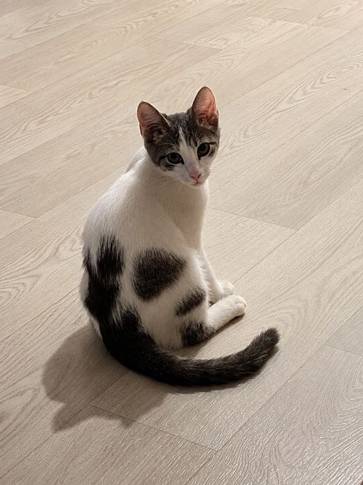 Котенок в поисках семьи