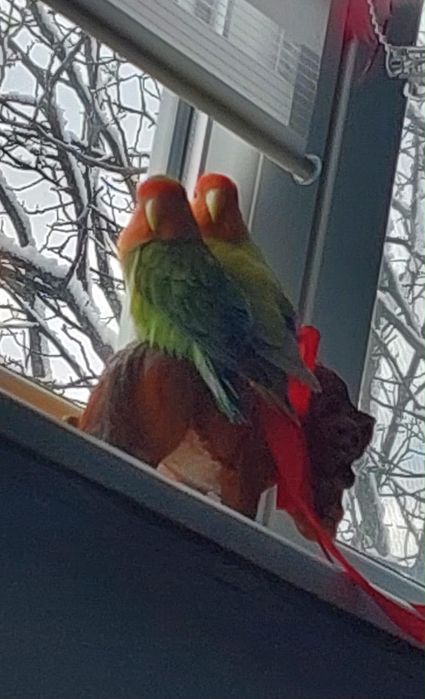 Păsări lovebirds + colivie /Satu Mare