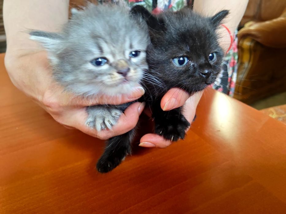 Котята в добрые руки