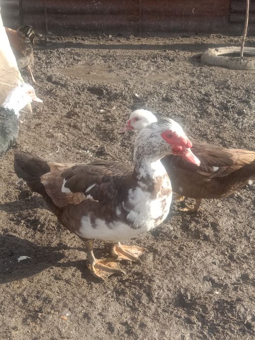 Продам Селезнеи и Индоуток  продам