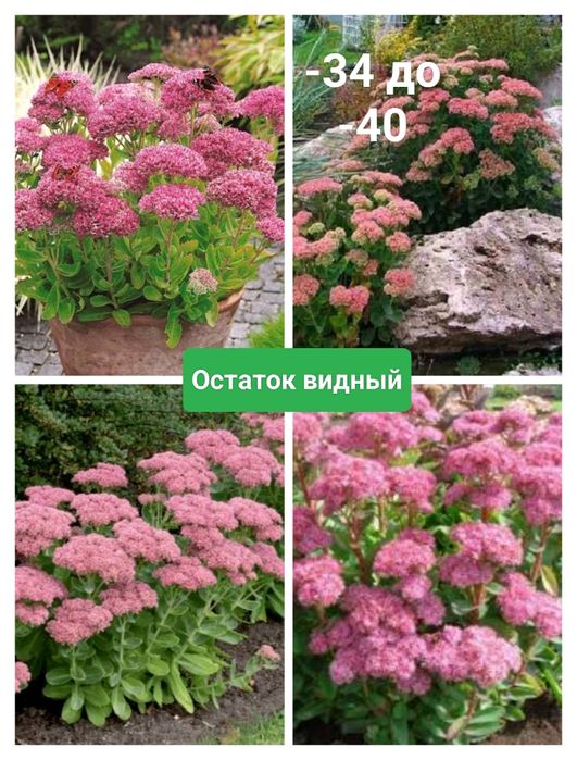 Сливы. Вишни. Яблони. Ели. Цветы.