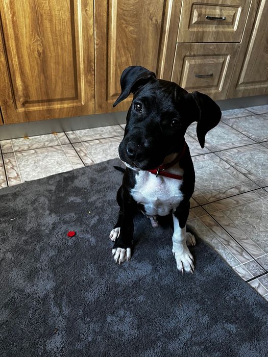 Pui American Staffordshire