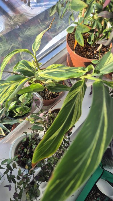 Альпиния комнатное растение. Экзотика