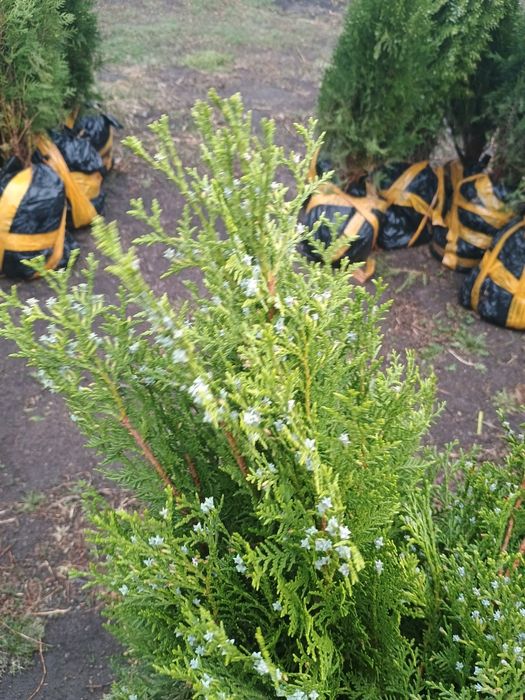 Туи и можжевельник