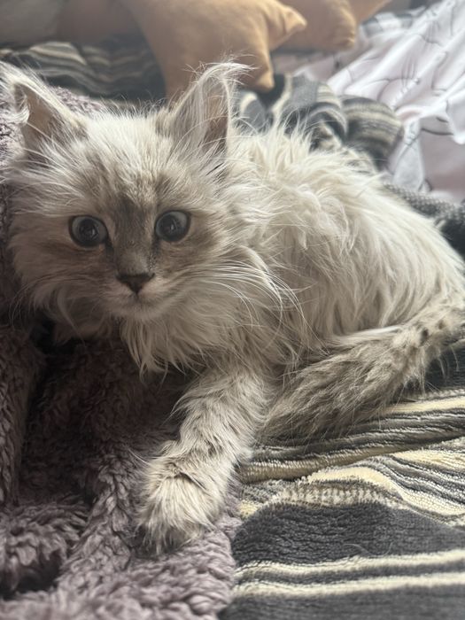 Котенок девочка