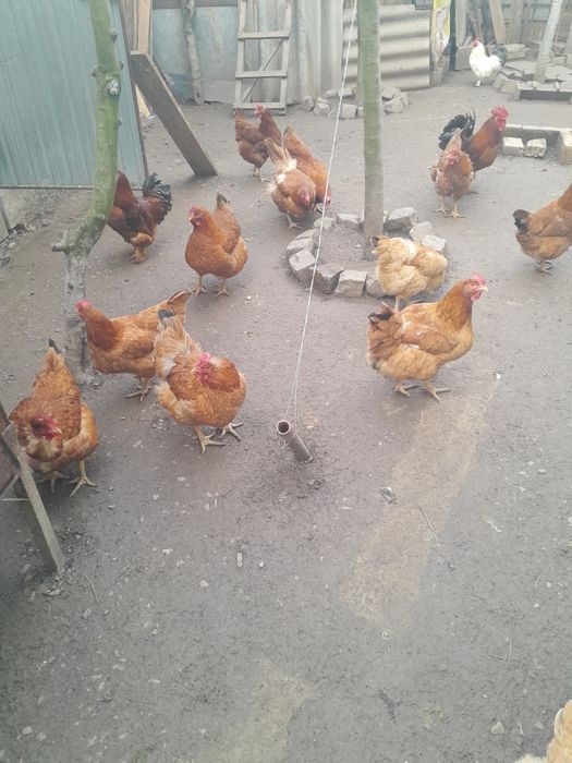 Oua de găină pentru incubat