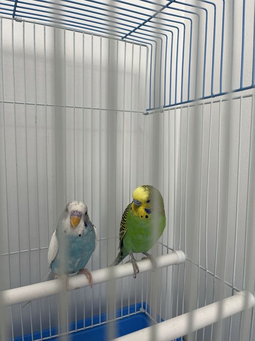 Попугай волнистые