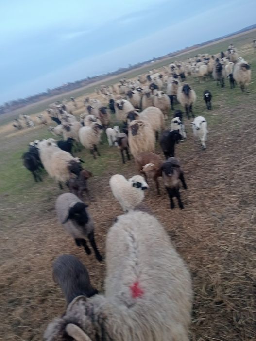 Vand oi  țurcane,breze