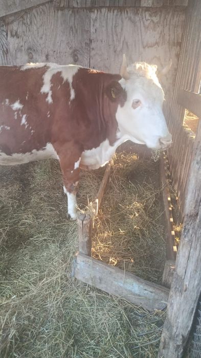 Vând vaca de rasă Bălțata românească