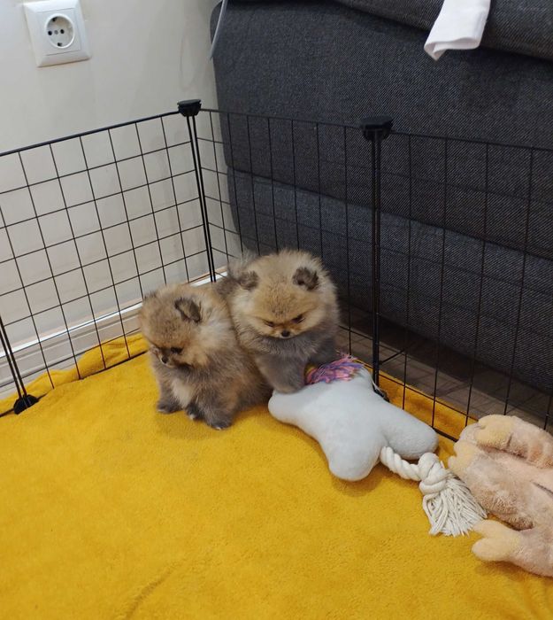 Мини померан 2 месеца