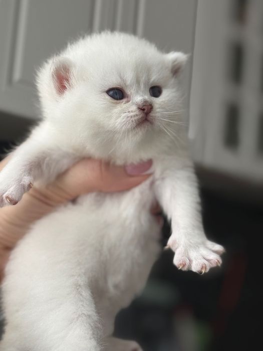 Британски коларпоинт котета