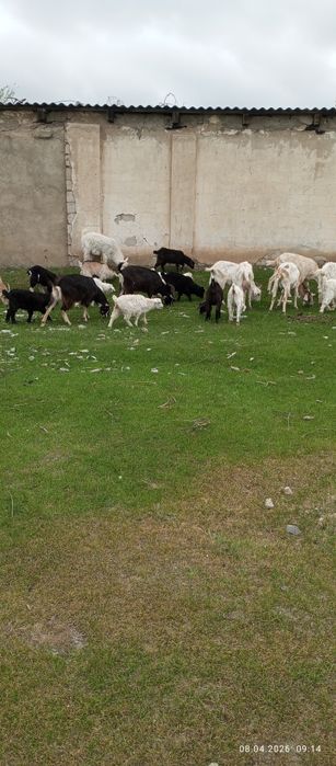 Продаю дойных коз с козлятами