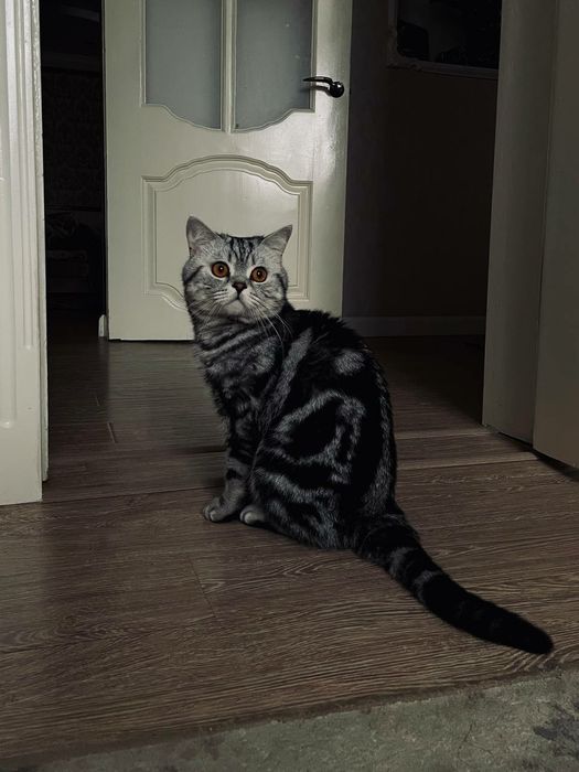 Вязка британец с родословной