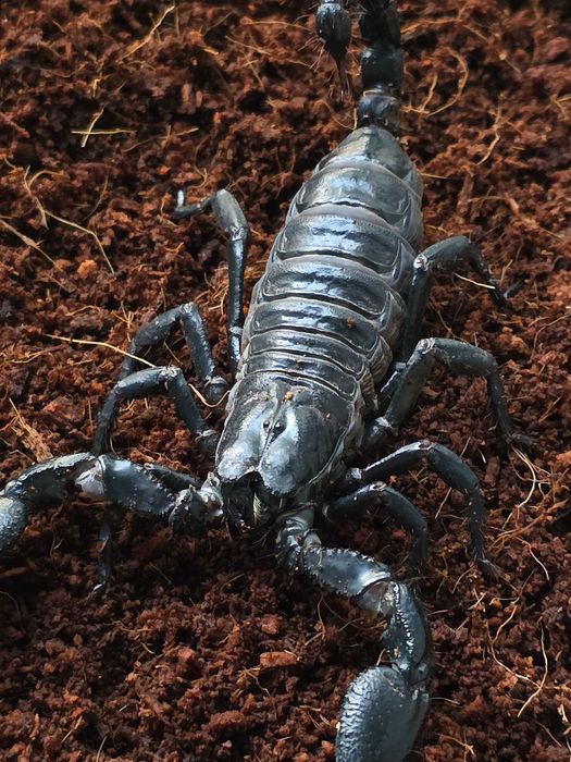 Скорпион Heterometrus spinifer