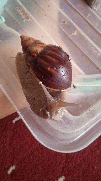 Улиткалар сотилади