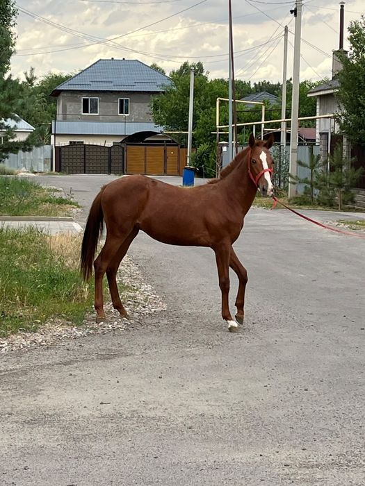 Молодой Жеребца Англия продам