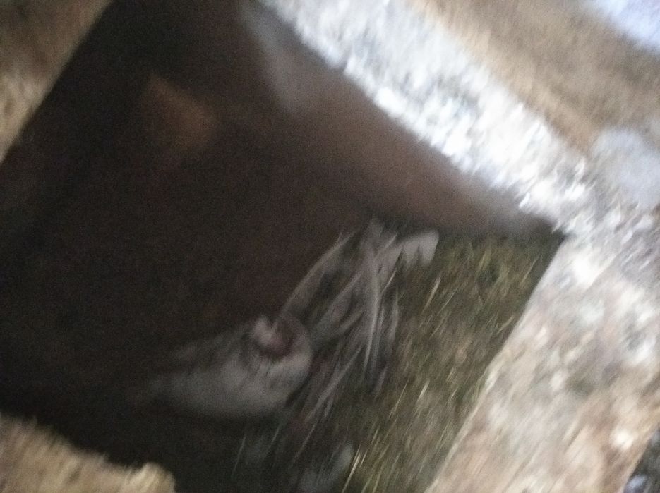 Голуби, молодняк, и не только