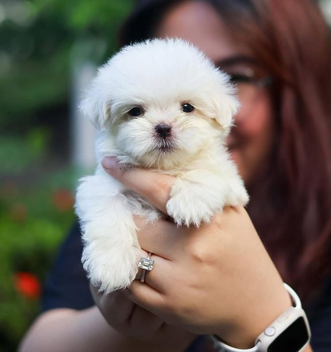 Bichon Maltese talia cea mai mica