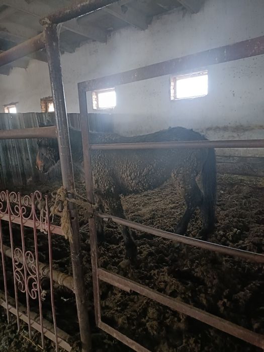 Дөнежін байталдар