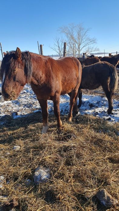 Продам жеребца четыре города