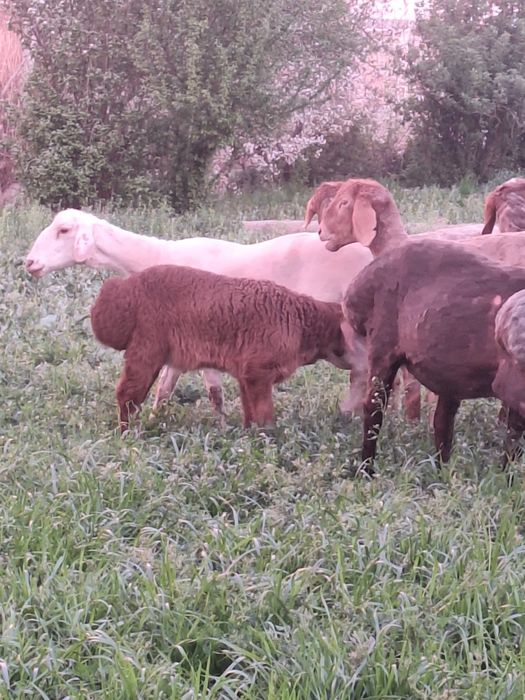 Ona bola  quy sotiladi