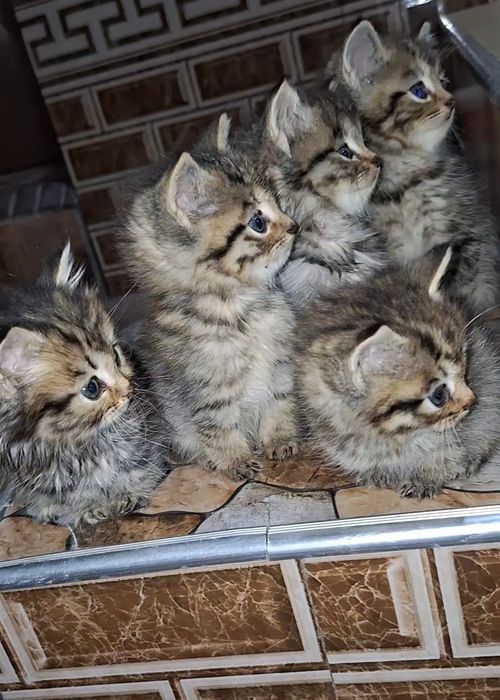 2yarm oylik 1 ta òģil 3 ta qizbola soģlom quvnoq muwucalaa