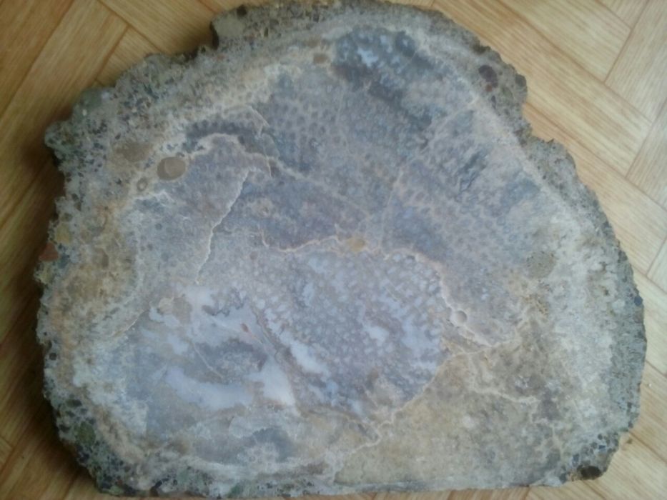 Коралит коралов ахат филия