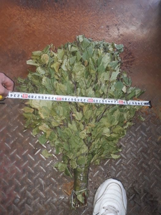 Веники березовые