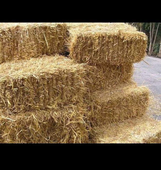 Somon Press sotiladi