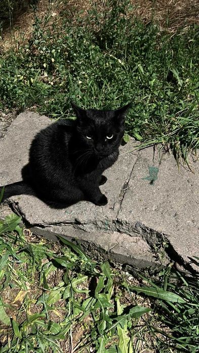 Котик ищет дом ! С материальной поддержкой от  меня!