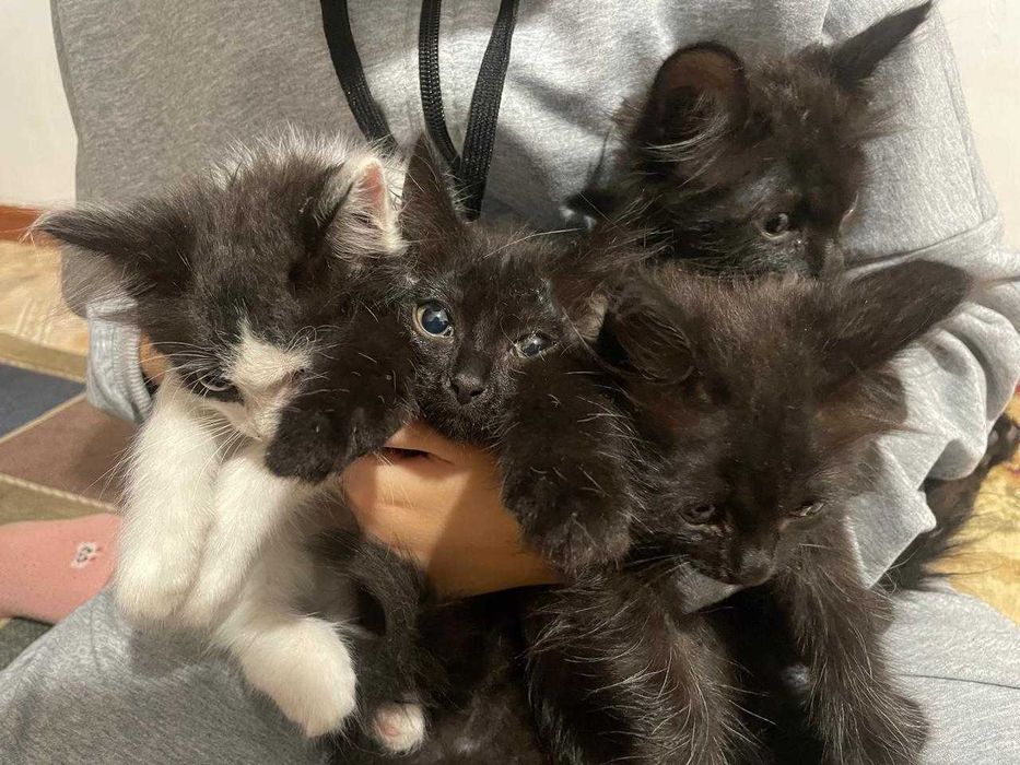 Котята-мальчики бесплатно