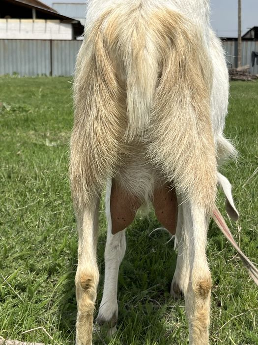 Занен ешкы сатылады