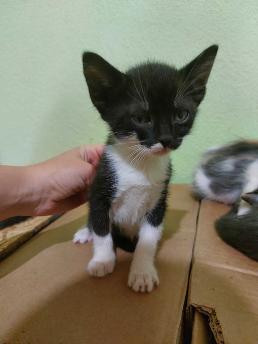 Подарявам котенца