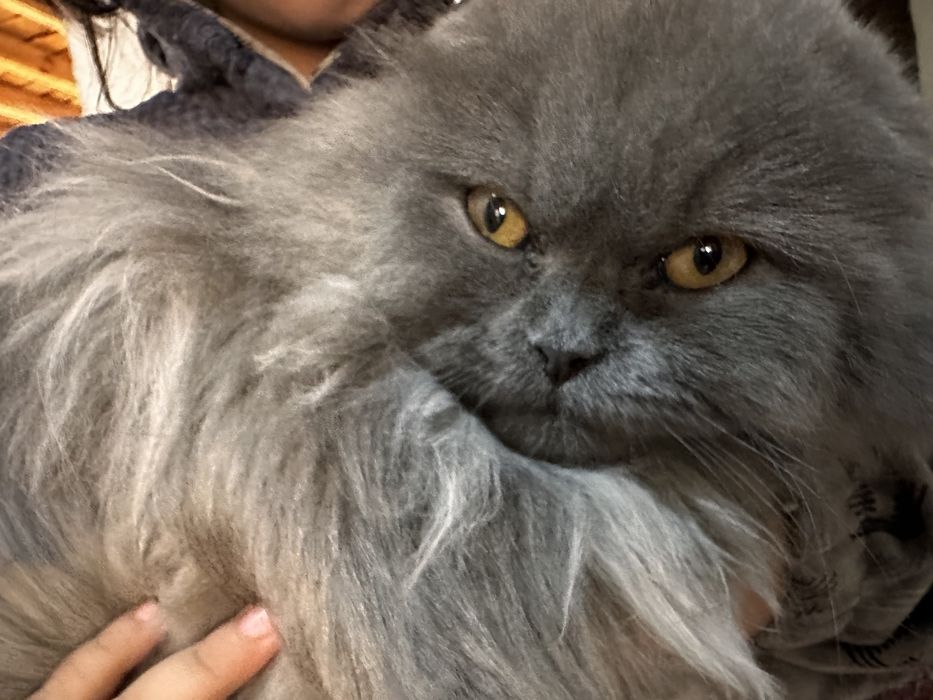 Britanskiy zotdor uzun yungli mushuk