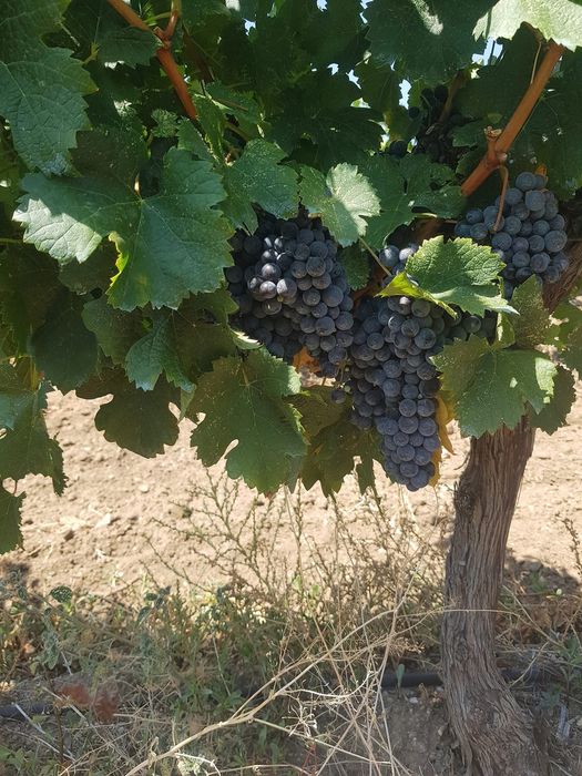 Продавам грозде за вино и ракия