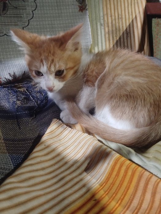 отдам милых котят