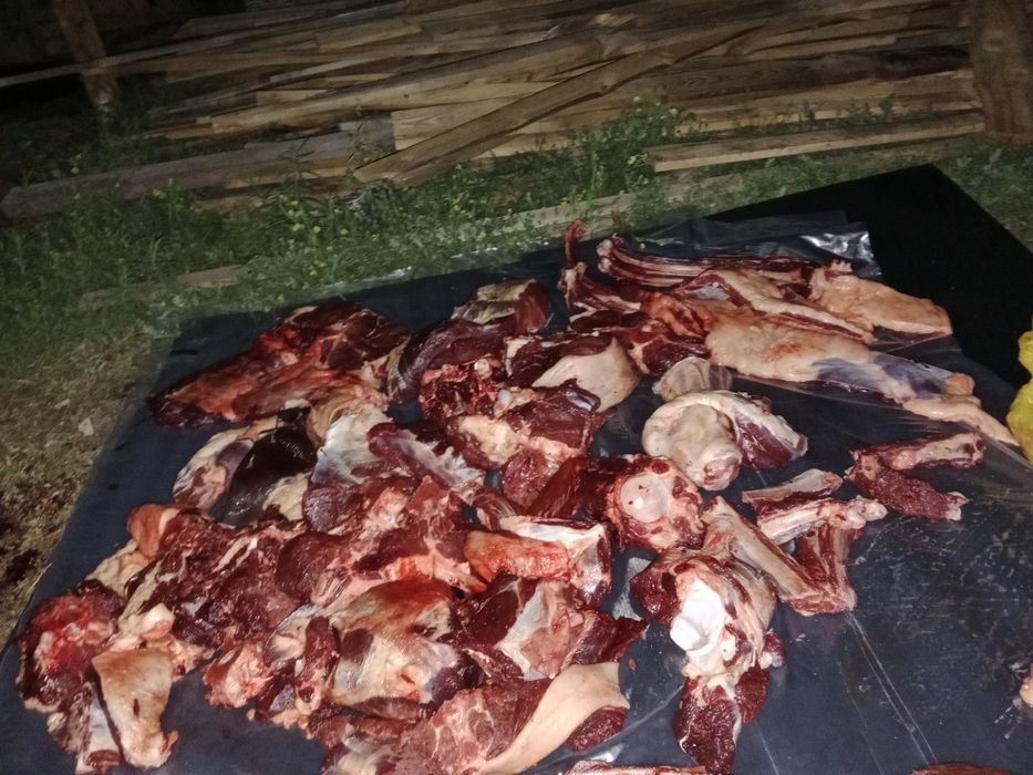 Продам мясо канина наурзумское