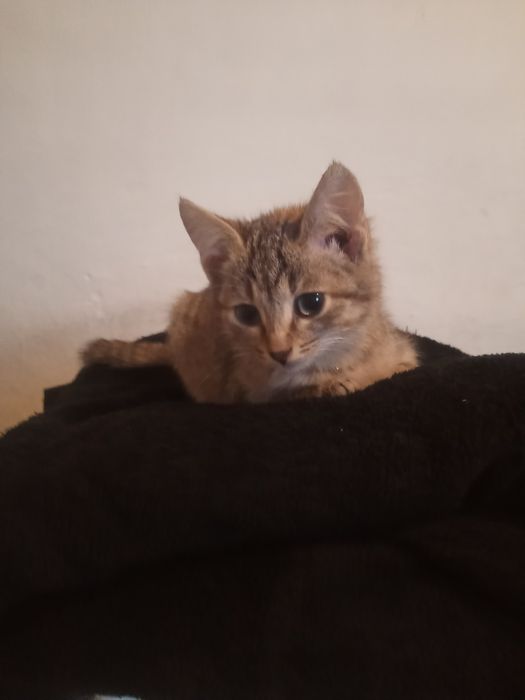 Отдам в добрые руки