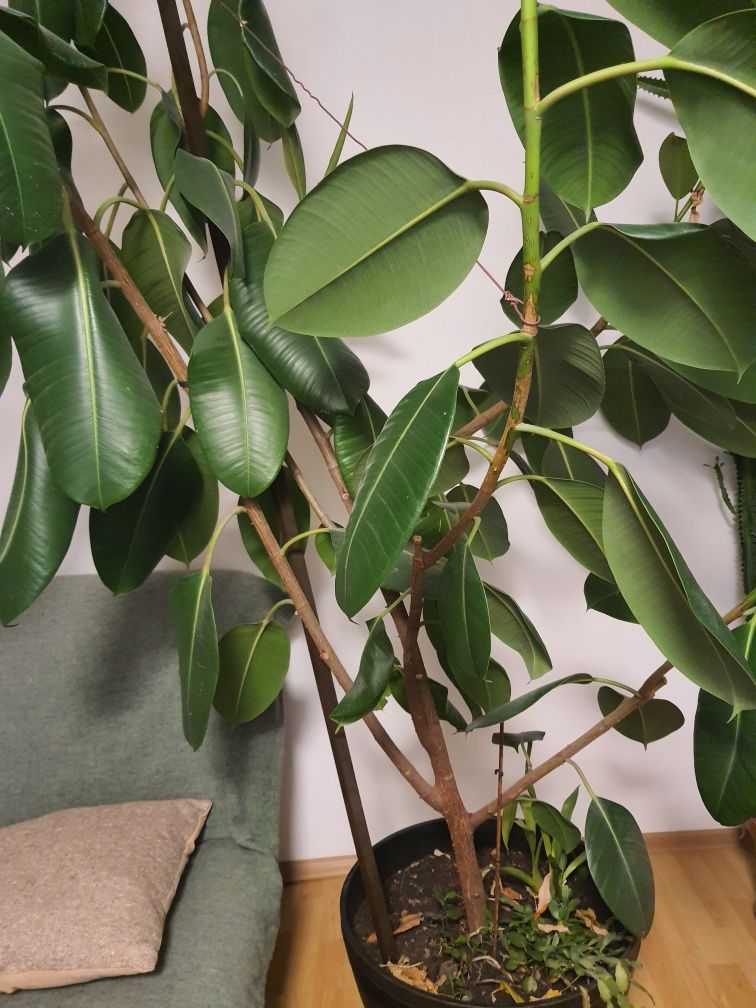 Ficus planta de interior inaltime  Brasov • 