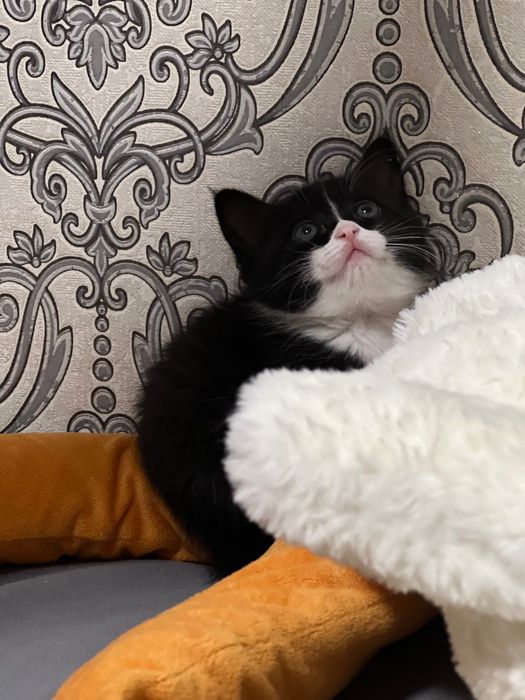 Шустрый котенок2 месяца девочка.