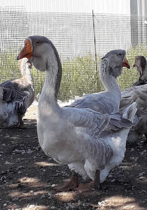 Гуси крупно серые фото описание Гуси крупно серые фото описание