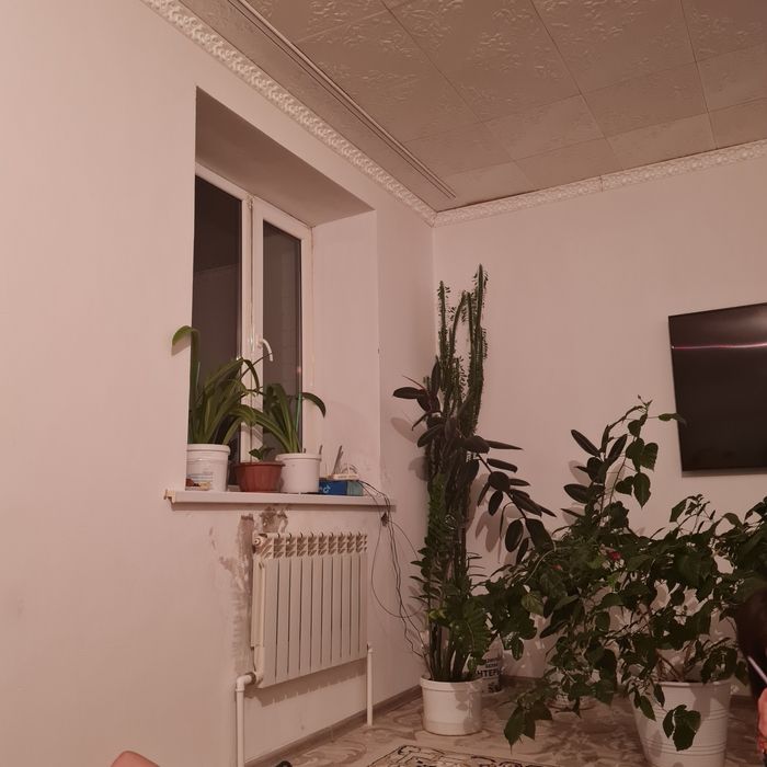 Продам комнатные цветы