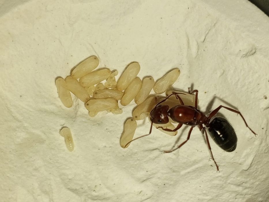 Муравьи  для новичков Жнецы