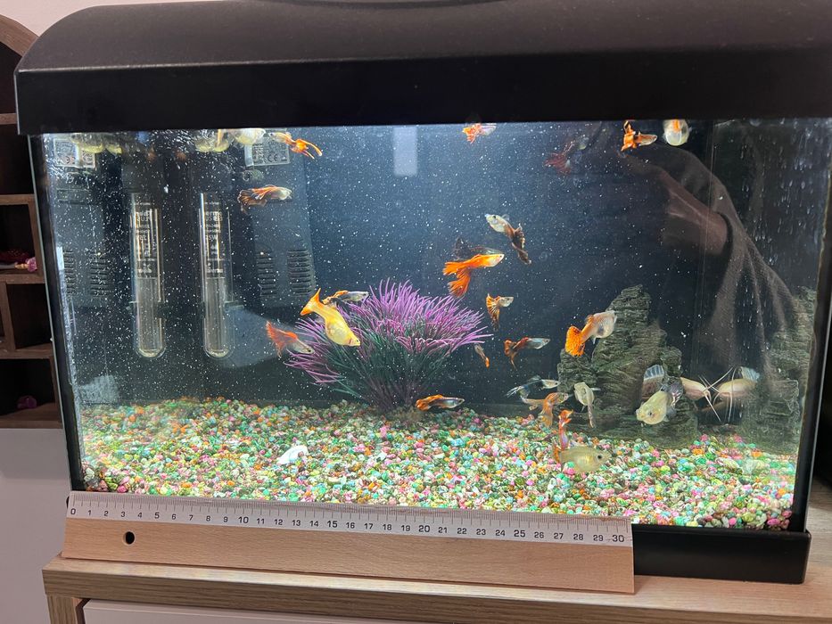 acvariu cu pești